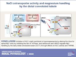 In relation to the morphology of the kidney as a whole, the convoluted segments of the proximal tubules are confined entirely to the renal cortex. Nacl Cotransporter Activity And Mg2 Handling By The Distal Convoluted Tubule American Journal Of Physiology Renal Physiology
