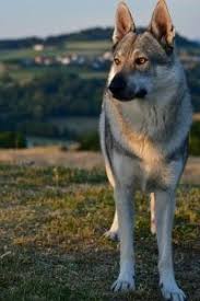 Tschechoslowakischer wolfshund und spencer wolfdog gehören wie amerikanischer wolfhund zu unseren hunden. Tschechoslowakischer Wolfshund Im Rassenportrait Edogs Magazin
