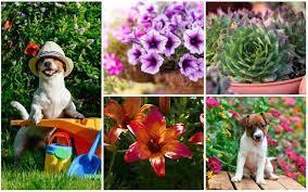 Here are 10 of the best options, along with a list of toxic plants to avoid. 10 Best Dog Safe Perennials Garden Lovers Club