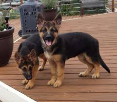 Learn all about the gsd in our complete guide! Akc German Shepherd Puppies Liver Standard Colors For Sale In Corralitos California Classified Americanlisted Com