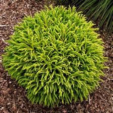 We did not find results for: Buy Cryptomeria Japonica Globosa Nana Online Southern Woods