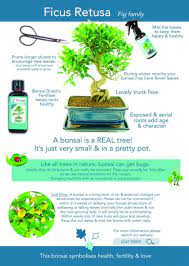 Use either a low strength liquid feed or slow release granular feed. Bonsai Help Q A Archives Bonsai Trees For Sale Uk