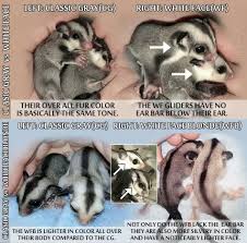 Sugar Glider Color Comparison Sugar Glider Toys Sugar