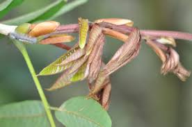 Image result for Millettia grandis