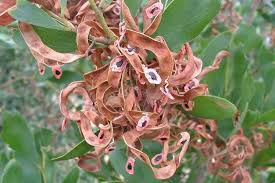 Image result for Acacia melanoxylon