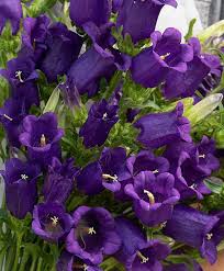 Image result for Campanula edulis