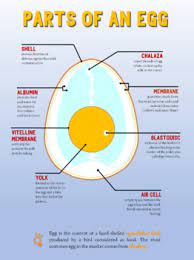 Put a letter m besides the male parts and a letter f besides the female part. Parts Of An Egg By Aral Buddies Teachers Pay Teachers