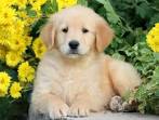 Golden Retriever Puppies for Sale | PuppySpot