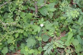 Image result for Hibiscus lobatus