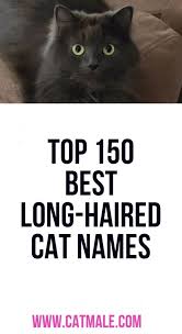 Top 150 Best Long Haired Cat Names In 2020 Cat Names Long Haired Cats Long Hair Styles