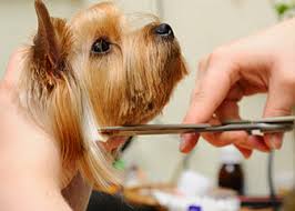 Maybe you would like to learn more about one of these? Animal Care And Service Workers Occupational Outlook Handbook U S Bureau Of Labor Statistics