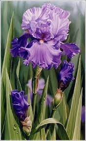 Lavender Iris Oil Painting By Judy Sleight Iris Painting Iris Art Flower Painting