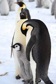 First Contact With Huge Antarctica Emperor Penguin Colony In Pictures Penguins Emperor Penguin Animals