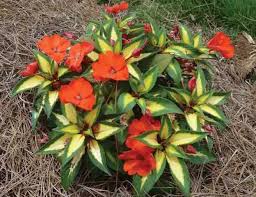Image result for Impatiens sylvicola