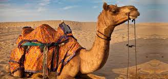 A camel trip is the best way to discover southern morocco! Morocco Desert Tours Camel Riding Day Trips And Activities Morocco Camel Tours