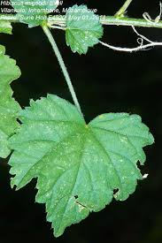 Image result for Hibiscus migeodii