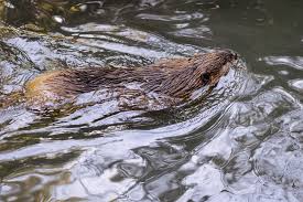 Portland Trail Blazers added a...