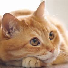 If you found any image copyrighted to yours, please contact us, so we can remove it. Thoughts Of Cat Thoughtsofcat2 Twitter