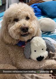 The first toy from our black friday haul has been destroyed ✔️