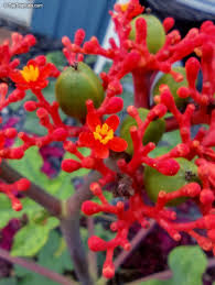 Image result for Jatropha schlechteri