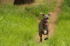 Uniquely texan, the blue lacy was developed in the 1800s by 4 brothers, ewin, harry, george and frank lacy. Blue Lacy Breed Information Characteristics Heath Problems Dogzone Com