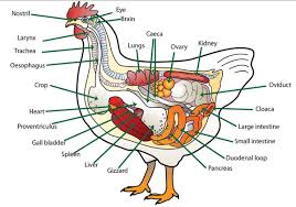 People will realize that body parts in spanish are very easy words to learn, you will soon handle these words. Animal Body Parts Vocabulary In English Eslbuzz Learning English