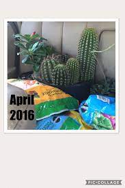 Joan kept a diary of her _ through europe. Help Barrel Cactus Growing Too Tall And Too Skinny Please Help Album On Imgur
