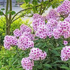 Natural Perfumes Native Plants Inspire Our Scents Tall Phlox Phlox Flowers Tall Flowers