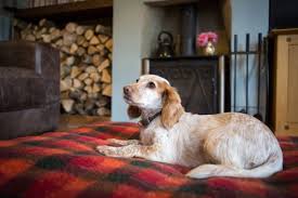 For dog owners, two important questions to consider before a vacation are: Dog Home Boarding In Burntwood Licenced Insured 5 Star Reviews