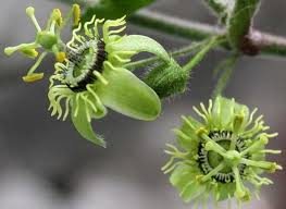 Image result for Passiflora suberosa