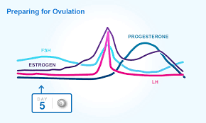 Understand The Female Menstrual Cycle Ovulation And Periods