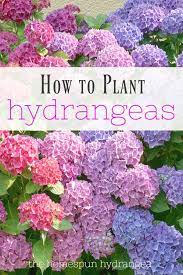 7 Tips On How To Grow Hydrangeas In Your Yard The Homespun Hydrangea Growing Hydrangeas Planting Hydrangeas Hydrangea Landscaping
