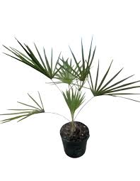 Image result for Thunbergia laborans