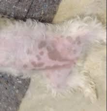 Why Your Maltese Has Black Spots On Its Skin Treatment