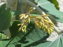 Image result for Macleaya