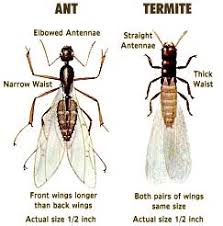 identify termites identify subterranean and drywood termites