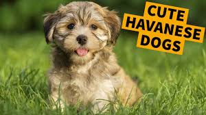 Maybe you would like to learn more about one of these? Cute Lovely Havanese Puppies Playing And Barking Compilation Havanese Dogs Funny Master Gorilla Youtube