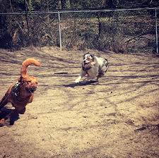 Watch The Best Youtube Videos Online Go Dog Go Godoggo Cantstopwontstop Fun Tag Chase Dogpark Friends Goplay Catgotyourdog Go Dog Go Dogs Dog Park