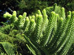 We did not find results for: Any Use For Norfolk Island Pine Leaves Sustainable Living Stack Exchange