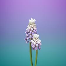 The great collection of flower iphone wallpaper for desktop, laptop and mobiles. Download The New Ios 11 Wallpapers