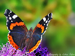 Der Admiral Der Schmetterling Saugt An Bluten Und An Fallobst Fotografie Von Lothar Seifert Schmetterlingsarten Schmetterling Schone Schmetterlinge