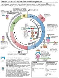 Pin By Colliding Worlds On Biology Flowcharts Cancer Genetics Cell Cycle Teaching Biology