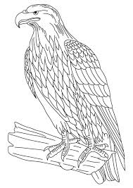 Supercoloring.com is a super fun for all ages: Print Coloring Image Momjunction Eagle Coloring Pages Eagle Painting Bird Coloring Pages