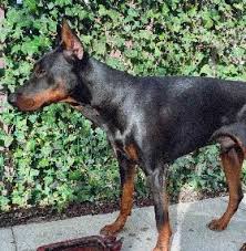 How to find a reputable doberman breeder in florida area? 10 Best Doberman Breeders In The Usa 2021 We Love Doodles