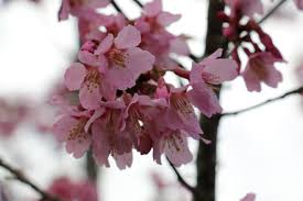 Maybe you would like to learn more about one of these? Prunus Okame