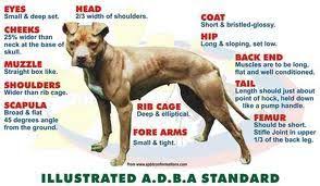 Adba Standard Pit