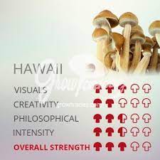 Magic Mushrooms Grow Kit Hawaii Supra Growkit 100 Mycelium