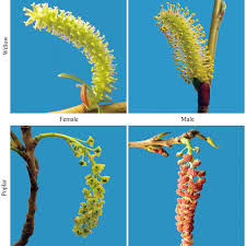 Pollination occurs when pollen from the male part of a flower transfers to the female part of a flower. Flowers Of The Female And Male Trees In Salicaceae Species On Willow Download Scientific Diagram