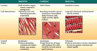 skeletal tissues