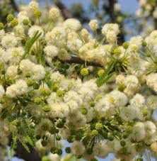 Image result for Acacia robusta